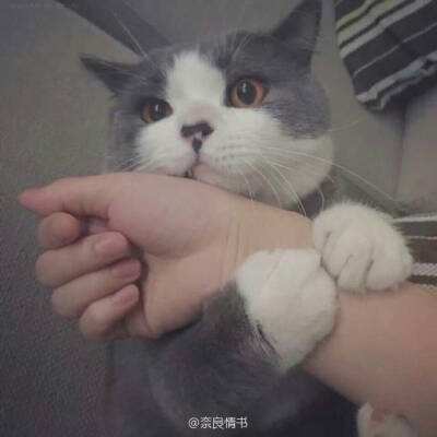 雪山逃生记