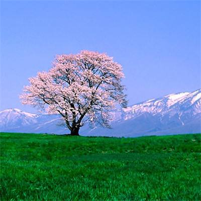 王者足球