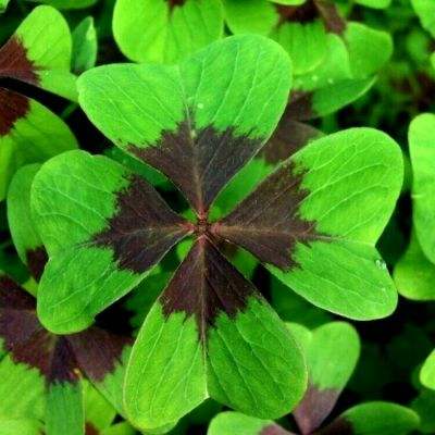 麻豆影视文化传媒app最新版 麻豆影视文化传媒app最新版