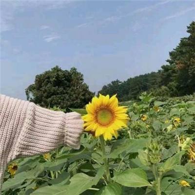 成人免费a级毛片app