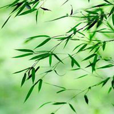 芙蓉 芙蓉